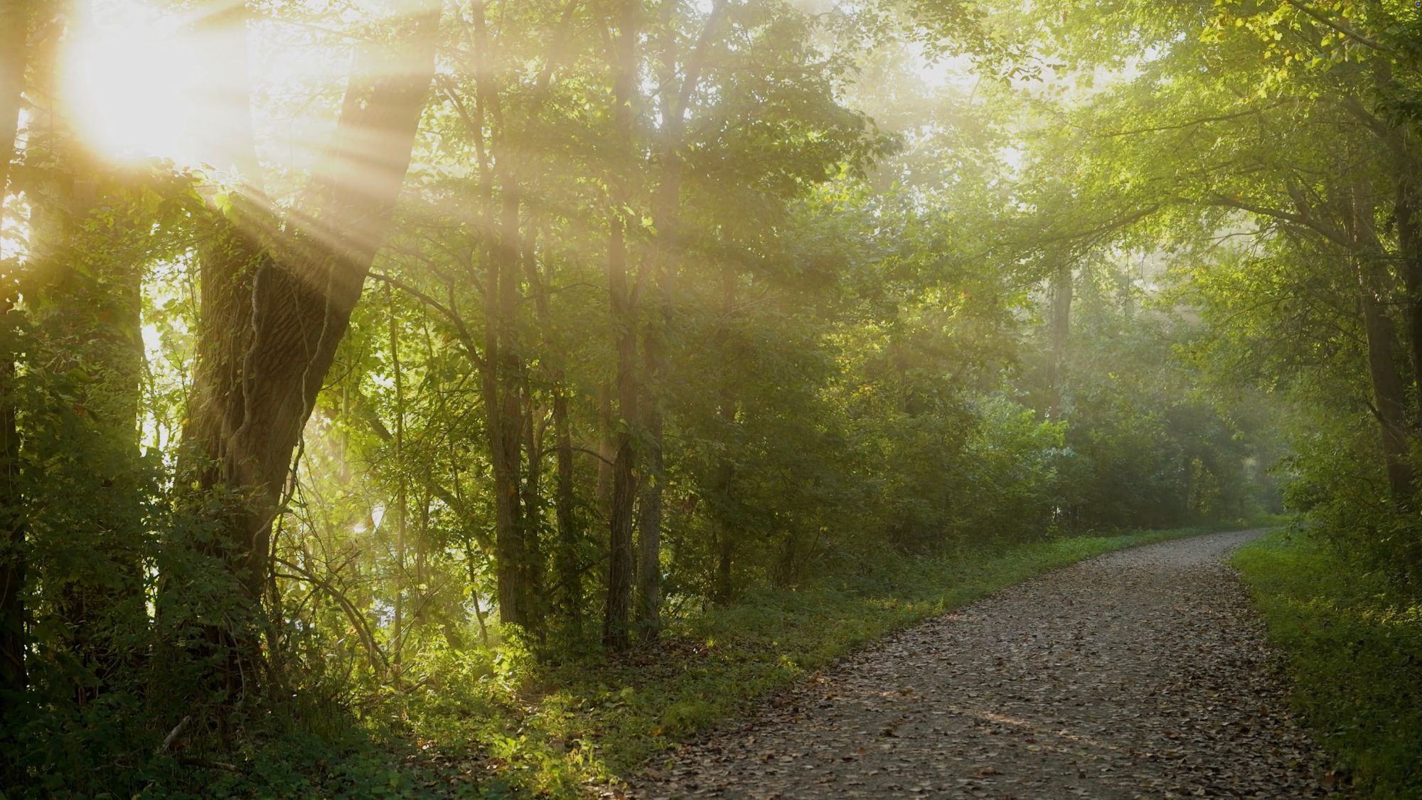 Sunlight coming through the trees onto the crushed limestone trail
